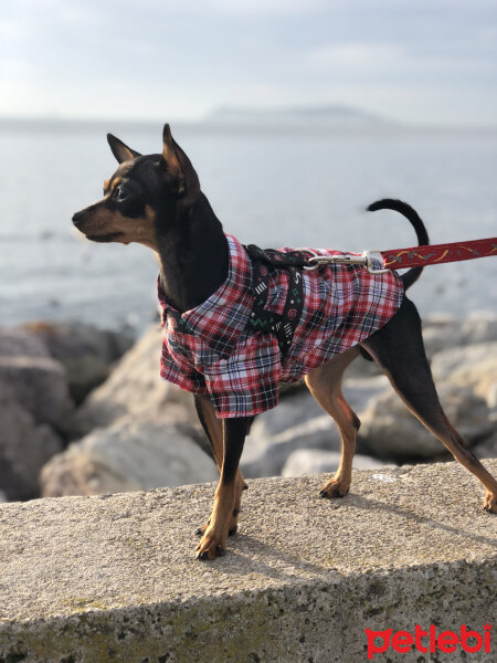 Minyatür Pinscher, Köpek  Afro fotoğrafı