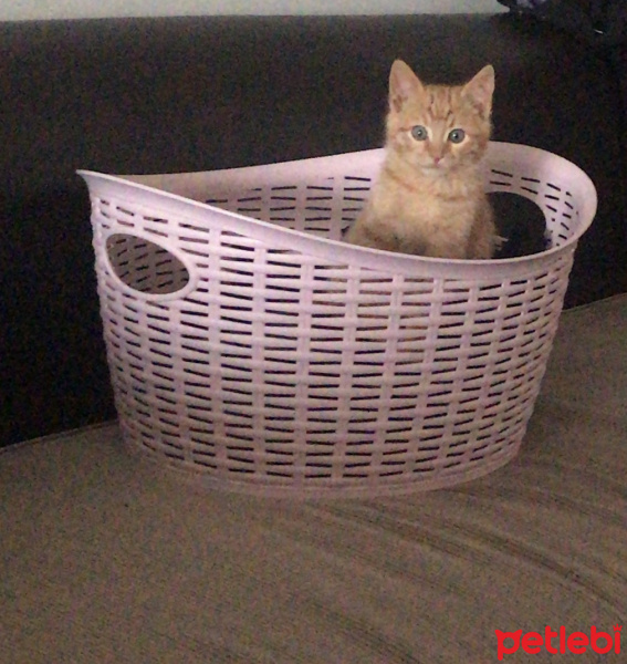 Sarman, Kedi  mango fotoğrafı