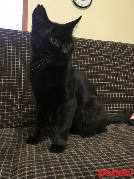 Bombay, Kedi  Adı yok fotoğrafı