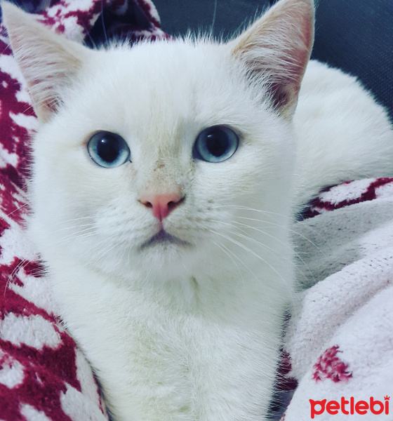 British Shorthair, Kedi  Balım fotoğrafı