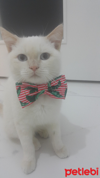 British Shorthair, Kedi  Balım fotoğrafı