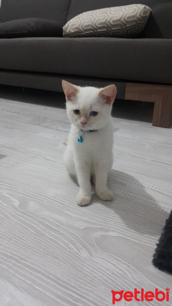 British Shorthair, Kedi  Balım fotoğrafı