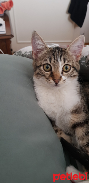 Tekir Kedi, Kedi  Pamuk fotoğrafı
