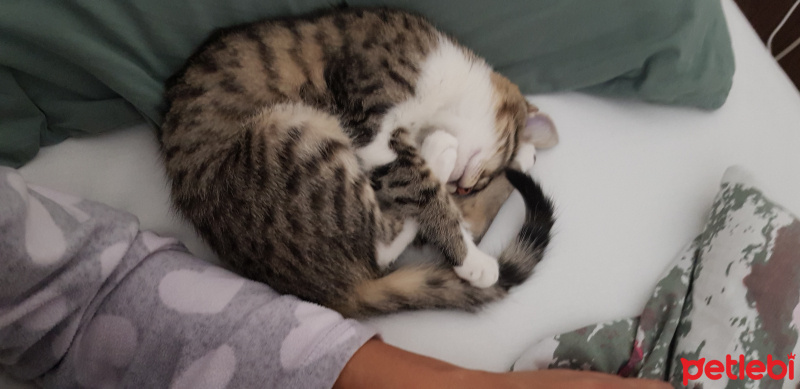 Tekir Kedi, Kedi  Pamuk fotoğrafı