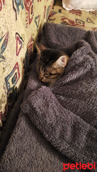 Tekir Kedi, Kedi  Pamuk fotoğrafı