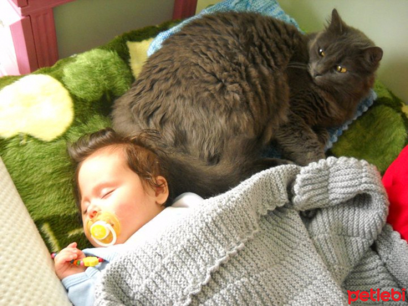 Mavi Rus, Kedi  Duman fotoğrafı