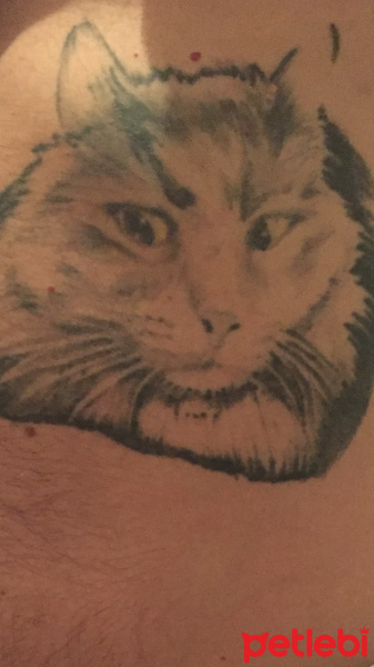 Mavi Rus, Kedi  Duman fotoğrafı
