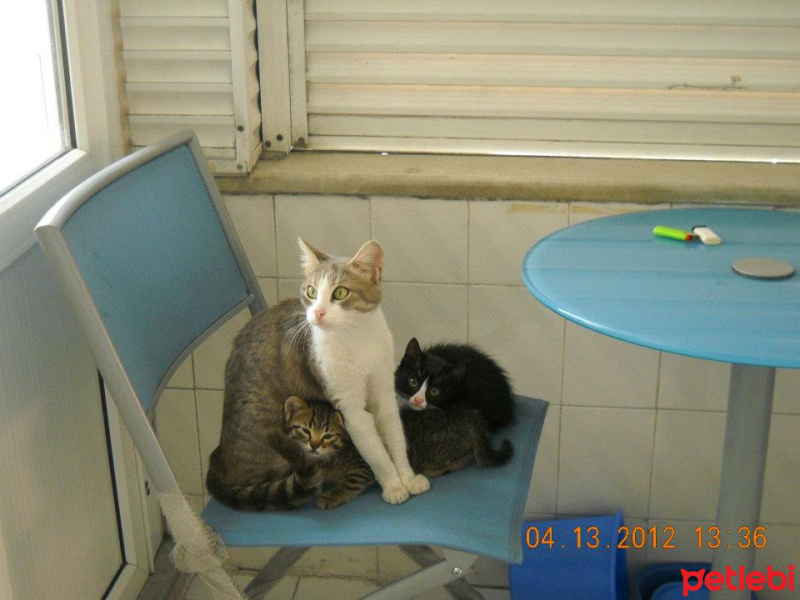 Soke, Kedi  anne kedi ve yavruları fotoğrafı