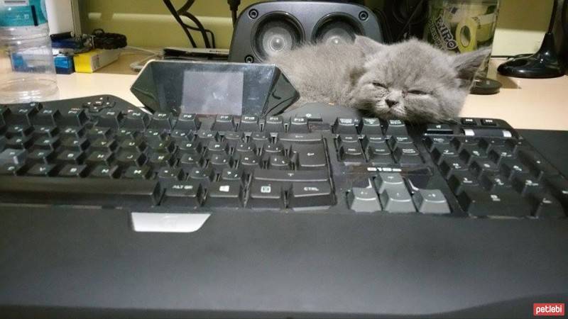 British Shorthair, Kedi  Nazlı fotoğrafı