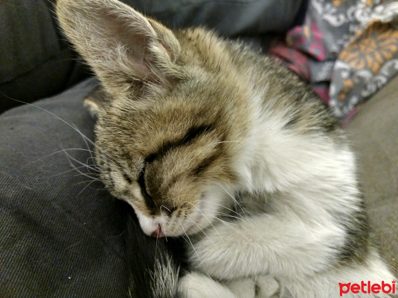 Tekir Kedi, Kedi  İsim vermedim fotoğrafı