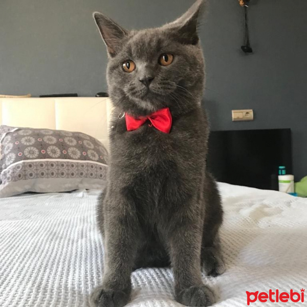British Shorthair, Kedi  Zeus fotoğrafı