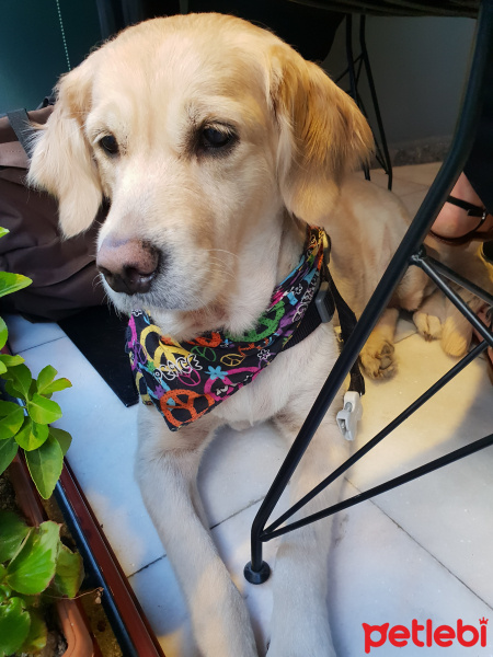 Golden Retriever, Köpek  Shot fotoğrafı