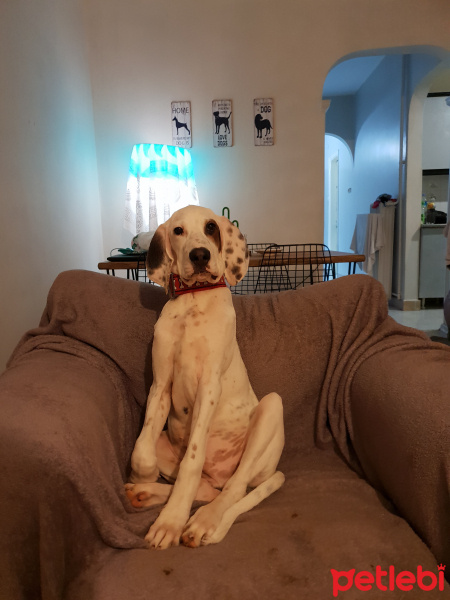 İngiliz Setter, Köpek  Eis fotoğrafı