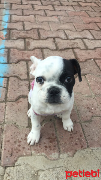 Fransız Bulldog, Köpek  Jesse fotoğrafı