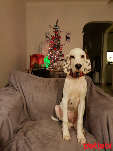 İngiliz Setter, Köpek  Üzüm fotoğrafı