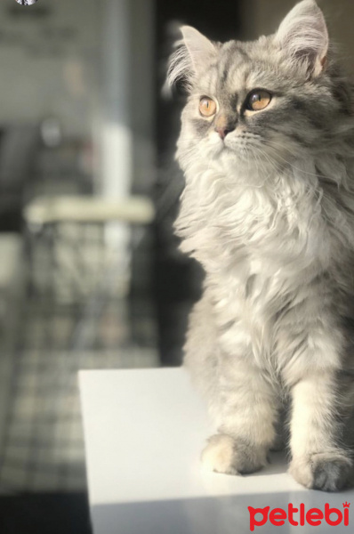British Shorthair, Kedi  LENA fotoğrafı