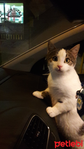 Tekir Kedi, Kedi  Mırnav fotoğrafı
