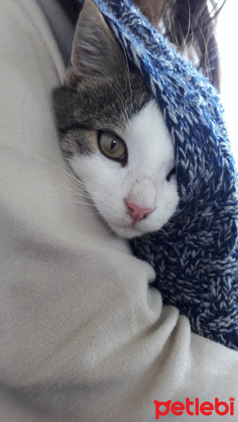 Tekir Kedi, Kedi  Mırnav fotoğrafı