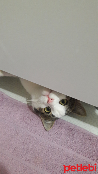 Tekir Kedi, Kedi  Mırnav fotoğrafı