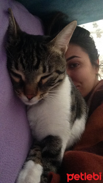 Tekir Kedi, Kedi  Denyo fotoğrafı