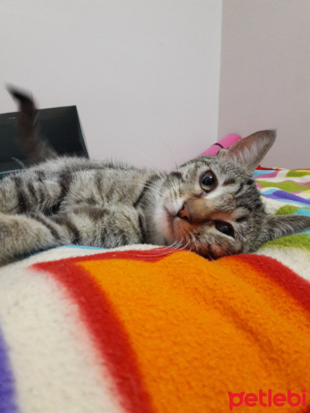 Tekir Kedi, Kedi  Sevgi fotoğrafı