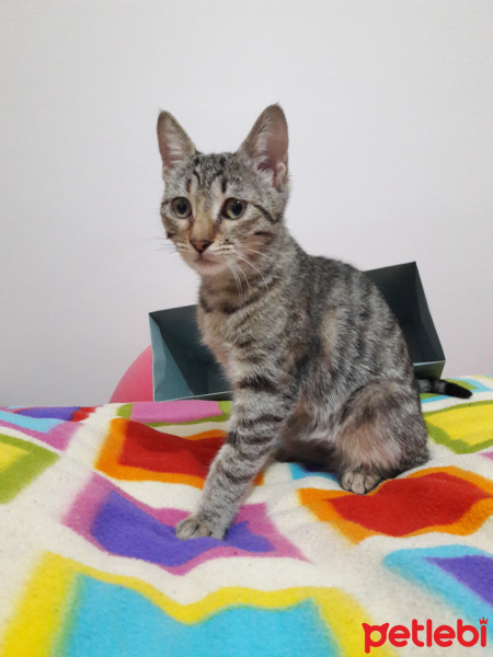 Tekir Kedi, Kedi  Sevgi fotoğrafı