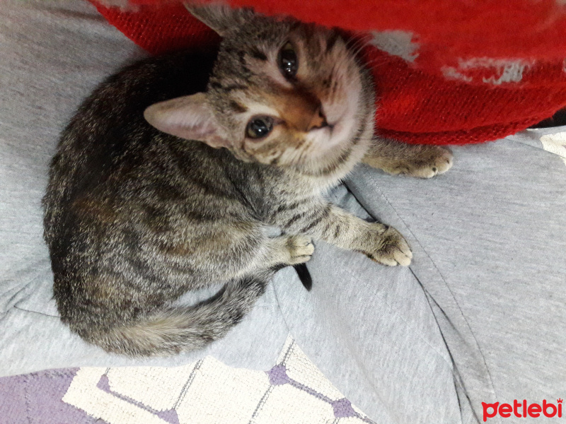 Tekir Kedi, Kedi  Sevgi fotoğrafı