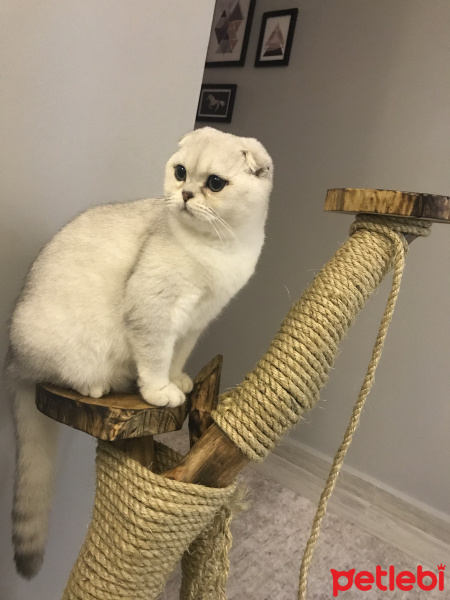 Scottish Fold, Kedi  Çakır fotoğrafı