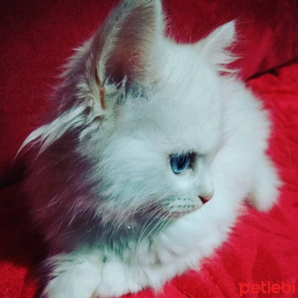 İran Kedisi (Persian), Kedi  PRENSES fotoğrafı