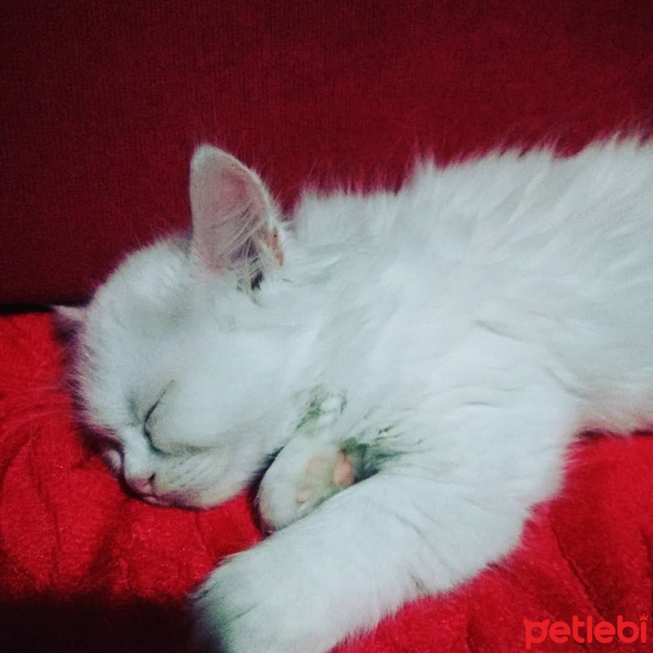 İran Kedisi (Persian), Kedi  PRENSES fotoğrafı