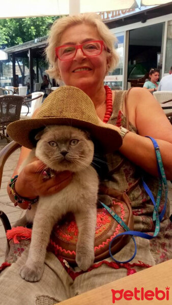 Scottish Fold, Kedi  poncik fotoğrafı