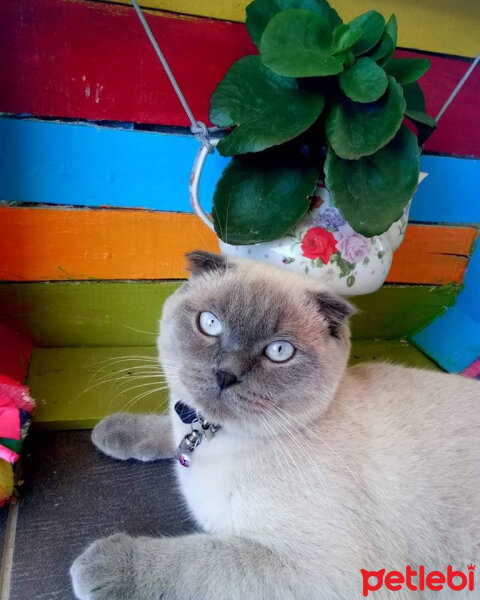 Scottish Fold, Kedi  poncik fotoğrafı