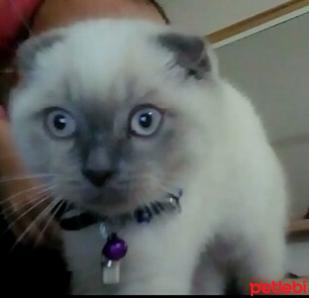 Scottish Fold, Kedi  poncik fotoğrafı