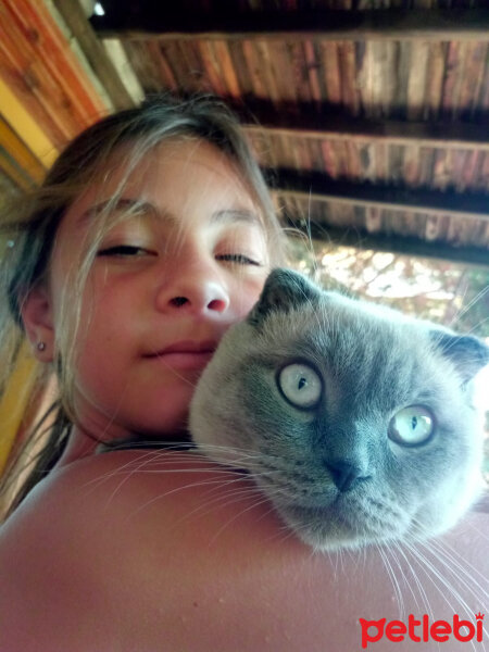 Scottish Fold, Kedi  poncik fotoğrafı