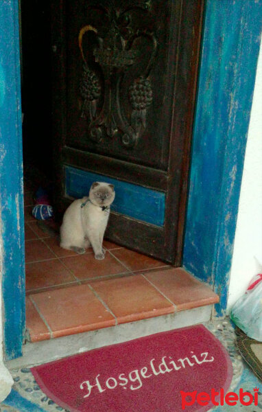 Scottish Fold, Kedi  poncik fotoğrafı