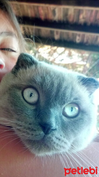 Scottish Fold, Kedi  poncik fotoğrafı