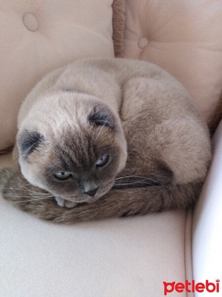 Scottish Fold, Kedi  poncik fotoğrafı