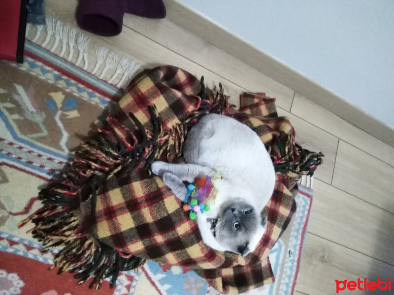 Scottish Fold, Kedi  poncik fotoğrafı