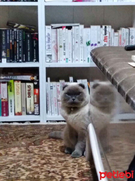 Scottish Fold, Kedi  poncik fotoğrafı