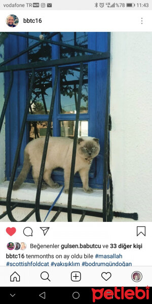 Scottish Fold, Kedi  poncik fotoğrafı