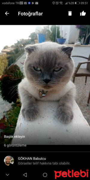 Scottish Fold, Kedi  poncik fotoğrafı