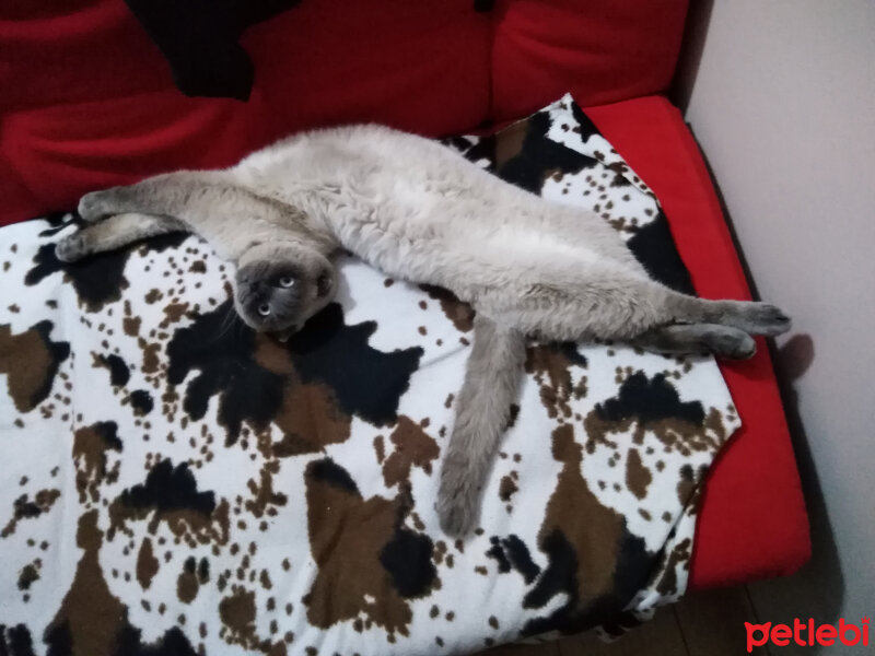 Scottish Fold, Kedi  poncik fotoğrafı