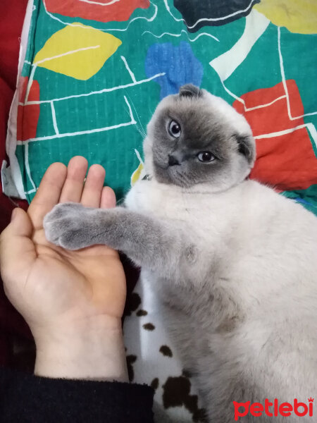 Scottish Fold, Kedi  poncik fotoğrafı