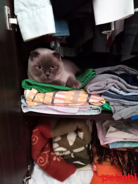 Scottish Fold, Kedi  poncik fotoğrafı