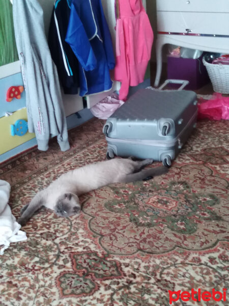 Scottish Fold, Kedi  poncik fotoğrafı