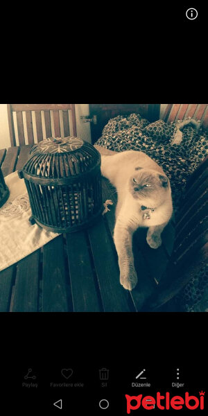 Scottish Fold, Kedi  poncik fotoğrafı