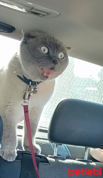 Scottish Fold, Kedi  poncik fotoğrafı