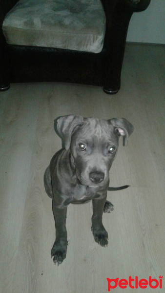 Amerikan Pitbull Terrier, Köpek  Tej fotoğrafı