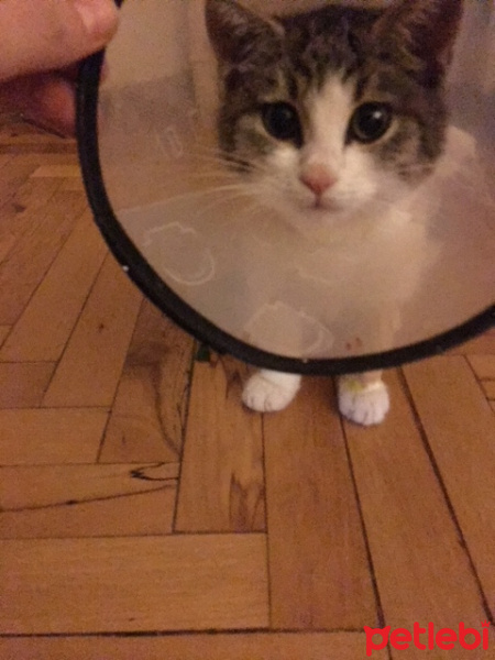 Tekir Kedi, Kedi  EMİRGAN fotoğrafı