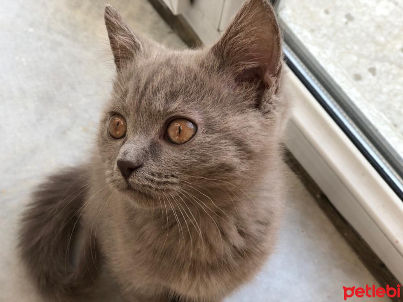 British Shorthair, Kedi  Çakıl fotoğrafı
